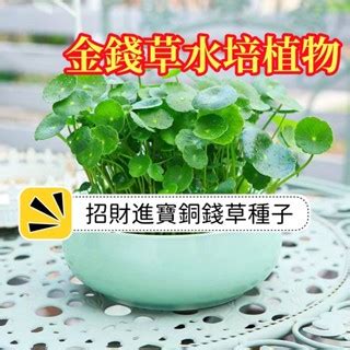 金錢草風水|銅錢草的風水作用